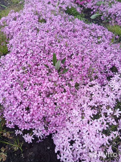 Флокс шиловидный, примула, гвоздичка