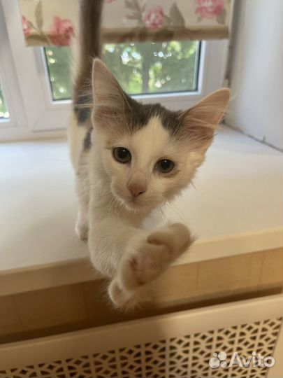 Котенок