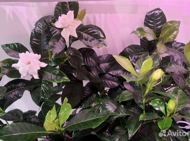 Гардения жасминовидная