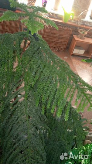Араукария домашняя ель