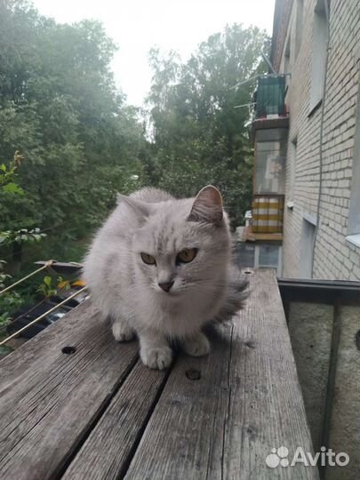 Кошка в дар за 1