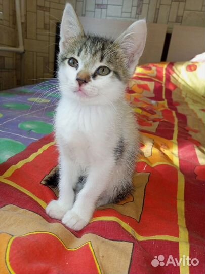 Котята в дар