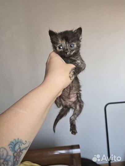 Котята в добрые руки бесплатно