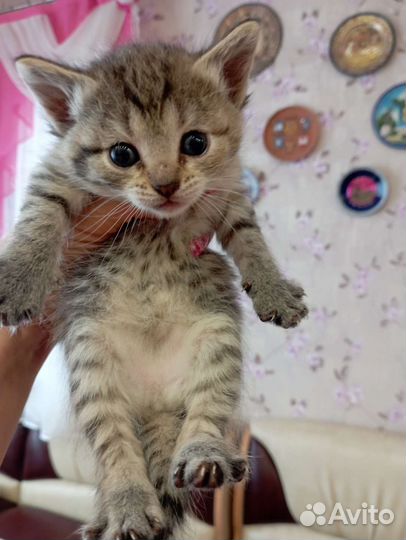 Котята в дар бесплатно