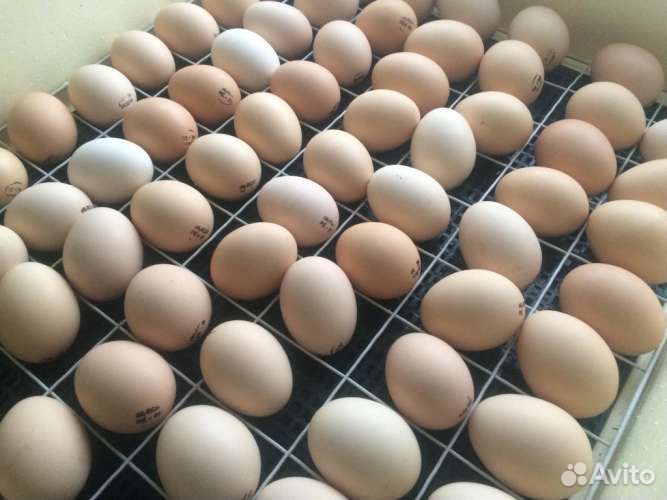 Инкубационное яйцо курица,индюк,бройлер,утка, гусь