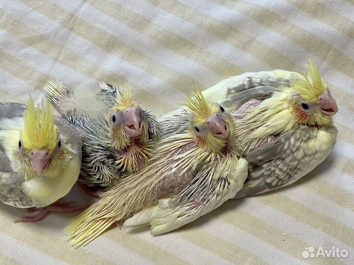 Попугай корелла птенец