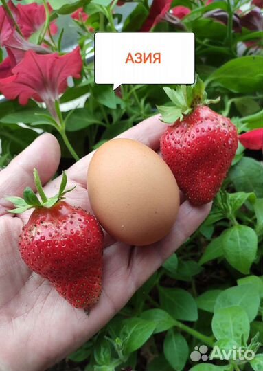 Рассада клубники Азия