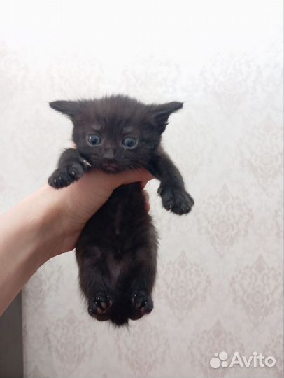 Отдаем котят в добрые руки