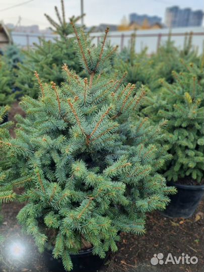 Ель Глаука очень пышная в горшке