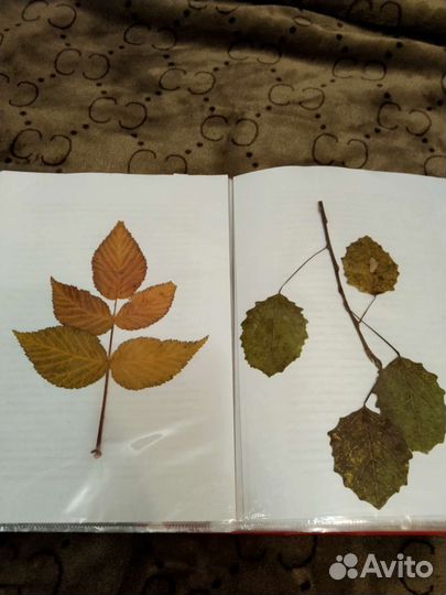 Гербарий в школу