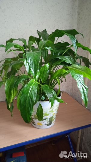 Спатифиллум