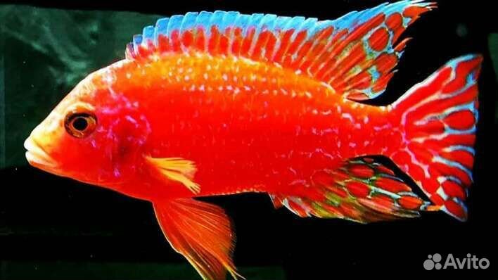 Цихлиды малави, аквариумные рыбки