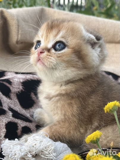 Шотландские золотые шиншиллы котята