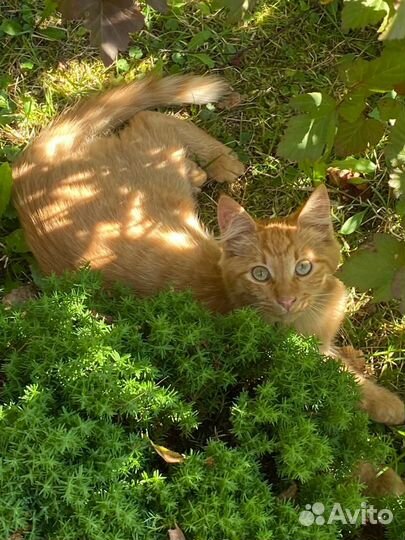 Котята рыжие бесплатно