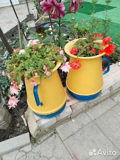 Бегония ампельная
