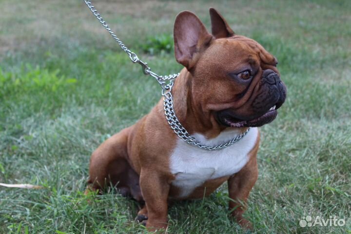 Кобели для вязок