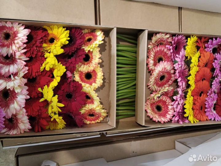 Герберы опт коробка доставка цветов Москва