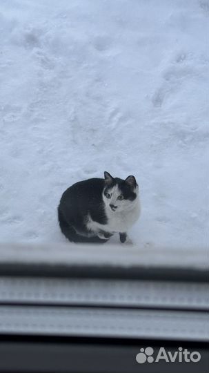 Кошки в добрые руки