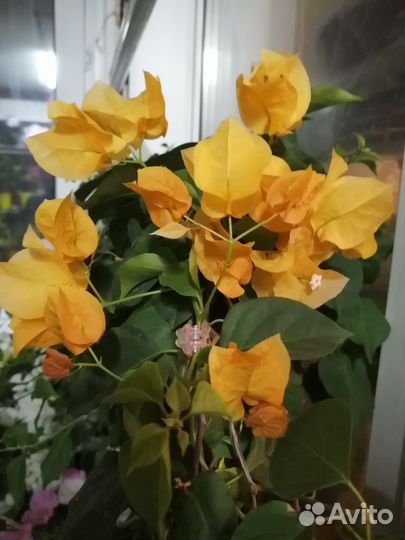 Бугенвиллии