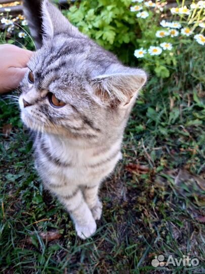 Котенок мальчик