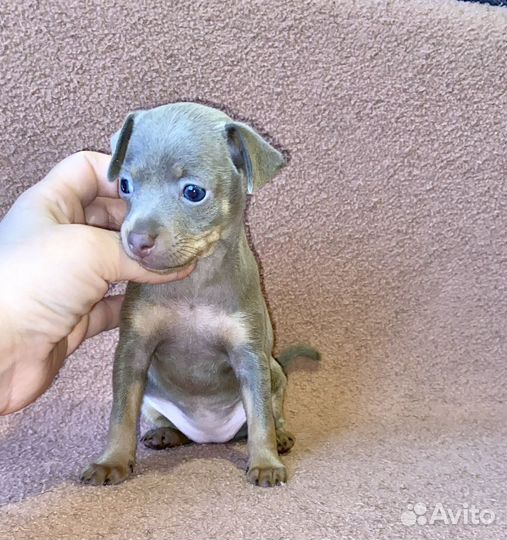 Лиловые и голубые малыши