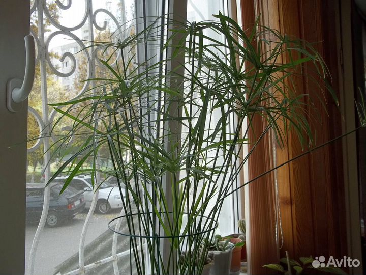 Циперус, Пахистахис