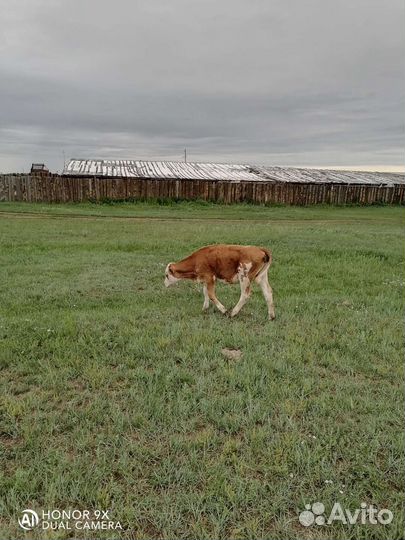 Продам телят