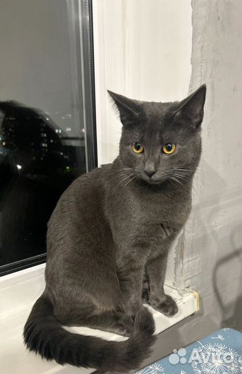 Котик ищет кошечку для спаривания