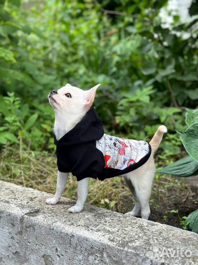 Футболка для собак