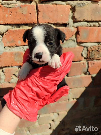 Собачки в добрые руки