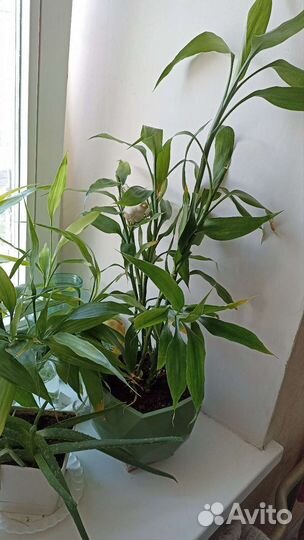 Бамбук растение