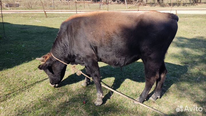 Бычки полторашки по70 т
