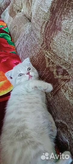 Кошка в дар бесплатно