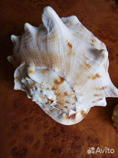 Раковина моллюска