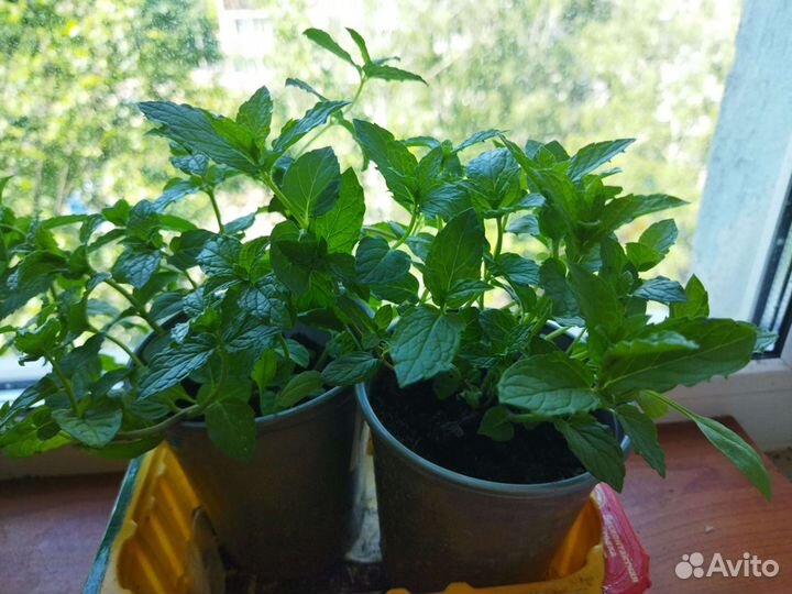 Мята 46 сортов, черная смородина,яблочная