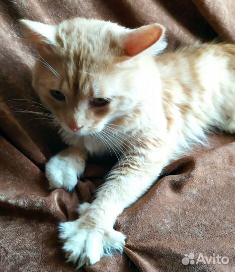 Рыжий котик