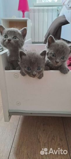 Котята британцы - метисы