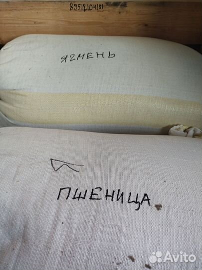 Зерно. Пшеница и ячмень