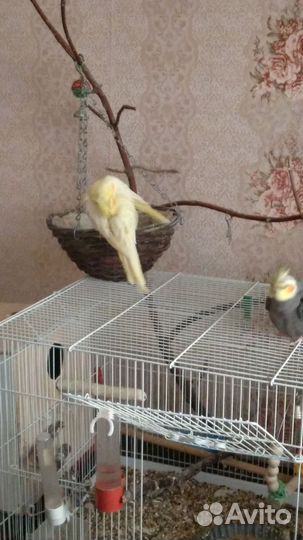 Попугай корелла с клеткой