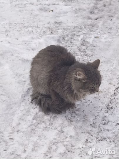 Котята коротколапые