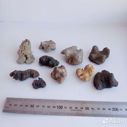 Окаменелости