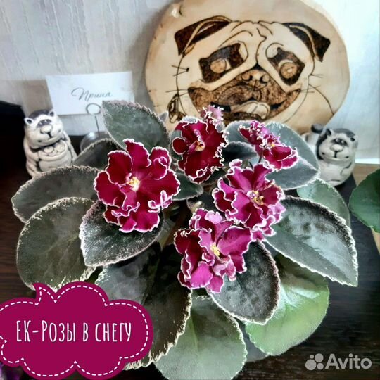 Набор 10 фиалок