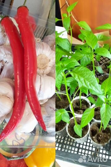 Перец острый