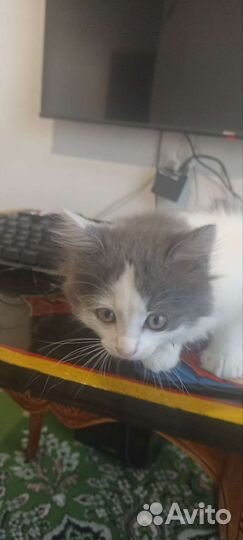 Кошки в добрые руки бесплатно