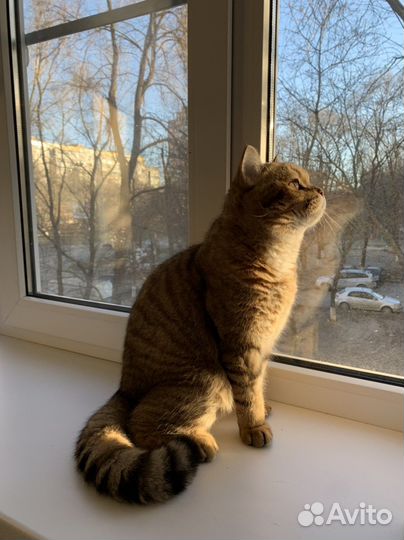 Шотландский кот вязка