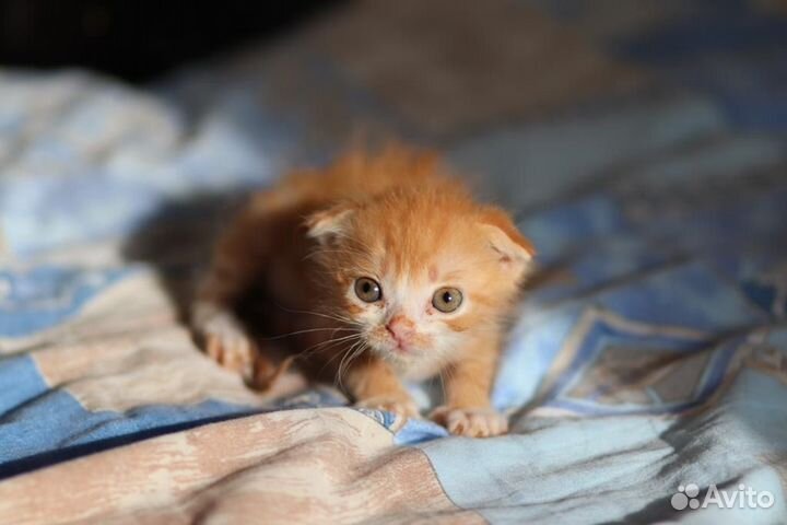 Котенок ищет дом