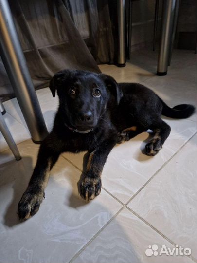 Добрый щенок