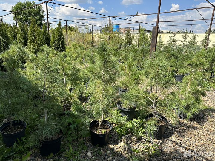 Саженцы сибирского кедра