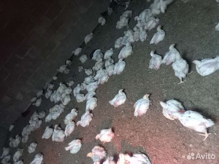 Куры бройлеры
