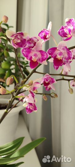 Орхидея фаленопсис пелорик/бабочка